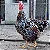 Ovos de Galinha Balão para Incubação - 30 Ovos - Imagem 1