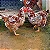 Ovos de Galinha Balão para Incubação - 30 Ovos - Imagem 2