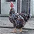 Ovos de Galinha Balão para Incubação - 30 Ovos - Imagem 5