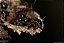 Enxame Abelha-de-Canudo (Scaptotrigona sp.) - Imagem 3