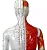 Modelo Acupuntura de 178cm - Imagem 3