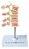 Osteoporose 4 Vértebras - Imagem 2