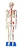 Esqueleto de 85 cm, Articulado, com Inserções Musculares, c/Base - Imagem 1