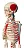 Esqueleto de 85 cm, Articulado, com Inserções Musculares, c/Base - Imagem 2