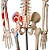 Esqueleto de 85 cm, Articulado, com Inserções Musculares, c/Base - Imagem 4
