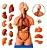 Torso de 45cm, Bissexual / Assexuado, com Coluna Exposta, em 25 Partes - Imagem 1