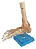 Articulação do Pé com Ligamentos - Imagem 3