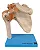 Articulação do Ombro com Ligamentos - Imagem 1