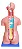 Torso de 85 cm, Bissexual, com Coluna Exposta, em 25 Partes - Imagem 3