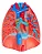 Sistema Respiratório e Cardiovascular, em 7 Partes - Imagem 4