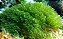 Chlorella + Spirulina - Imagem 3