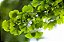 Ginkgo Biloba - Imagem 2