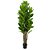 ARVORE FICUS LYRATA TOQUE REAL PREMIUM 1.50M - Imagem 2