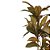 ARVORE CORDYLINE X76 120CM (VINHO) - Imagem 2