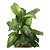 ARVORE FOLHAGEM CALATHEA 1M - Imagem 1