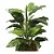 ARVORE FOLHAGEM CALATHEA 1M - Imagem 2