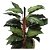 ARVORE FOLHAGEM CALATHEA 1M - Imagem 3