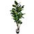 A. FICUS LYRATA 96 FOLHAS 180 CM COR VERDE - Imagem 1