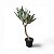 ARVORE PLANTA AGAVE X3 65CM PREMIUM - Imagem 2