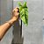 FOLHAGEM ALOCASIA TOQUE REAL 41CM - Imagem 2