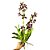 ORQUIDEA DENDROBIUM MAGENTA 56CM PREMIUM - Imagem 1