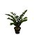 PLANTA ZAMIOCULCA 80CM - Imagem 1