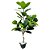 ARVORE PLANTA FICUS ELASTICA 130CM - Imagem 1