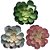 SUCULENTA 4 CORES 17CM - Imagem 1