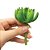 SUCULENTA 10CM - Imagem 2