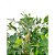 ARVORE FICUS SILICONE 21 GALHOS 160CM - Imagem 1