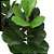 ARVORE FICUS LYRATA 1.30M 3 TRONCOS - Imagem 2