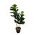 ARVORE FICUS LYRATA 1.30M 3 TRONCOS - Imagem 1