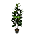 ARVORE FICUS LYRATA 1.60M 5 TRONCOS - Imagem 1