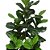 ARVORE FICUS LYRATA 1.60M 5 TRONCOS - Imagem 2