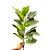 FOLHA DE MAGNOLIA TOQUE REAL 1M - Imagem 3