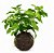 KOKEDAMA HORTELA 2 CORES 20CM - Imagem 1