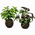 KOKEDAMA HORTELA 2 CORES 20CM - Imagem 2