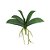 FOLHA DE ORQUIDEA PHALAENOPSIS PREMIUM X5 C/ RAIZ - Imagem 1