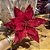 POINSETIA VELUDO VERMELHO X12 38X27CM - Imagem 1