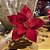 POINSETIA VELUDO VERMELHO COM GLITTER X8 30X20CM - Imagem 1