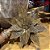 POINSETIA VELUDO MARROM X13 ALT 45CM X29CM - Imagem 1