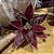 POINSETIA VELUDO VINHO COM GLITTER 45X29CM - Imagem 1