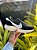 TÊNIS NIKE AFFLE DEBUT 38 AO 43 - Imagem 6