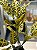 Pl Folhas X20 Toque Real Croton - Imagem 2