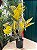 Pl Folhas X20 Toque Real Croton - Imagem 1