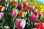 Adubo Orgânico Mineral Flores e Jardins - Imagem 5