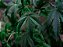 Adubo Orgânico Mineral Cannabis - Imagem 4