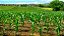 Adubo Orgânico Mineral Cultivo Geral - Imagem 4