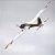 Aeromodelo FMS Fox Aerobatic EP Glider 3000MM PNP - Imagem 6