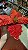Flor Vermelha Aramada 26 cm - Decoração Natalina - Imagem 4